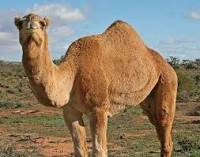 camel