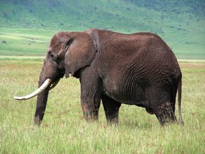 An Elephant