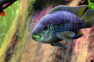 purplefish