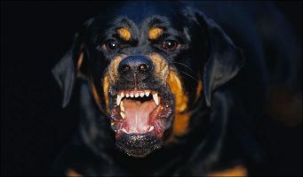 Rottweiler Rottweiler